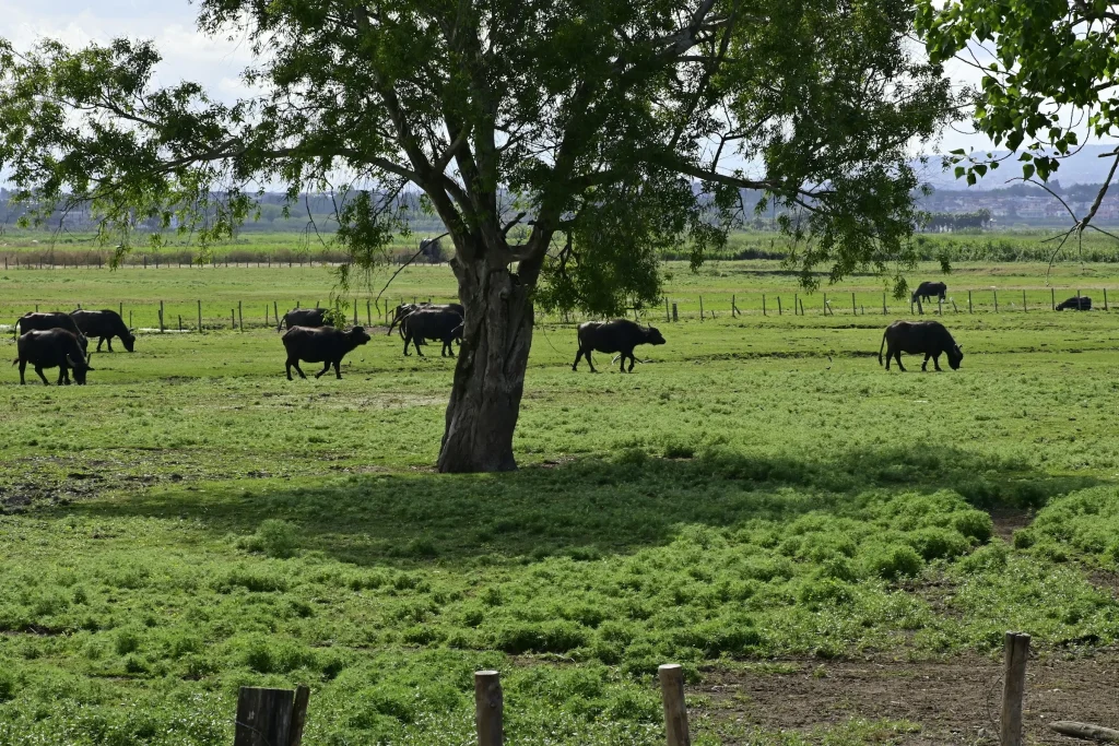 Water buffalo grazing in a green field of the Sele plain south of Salerno