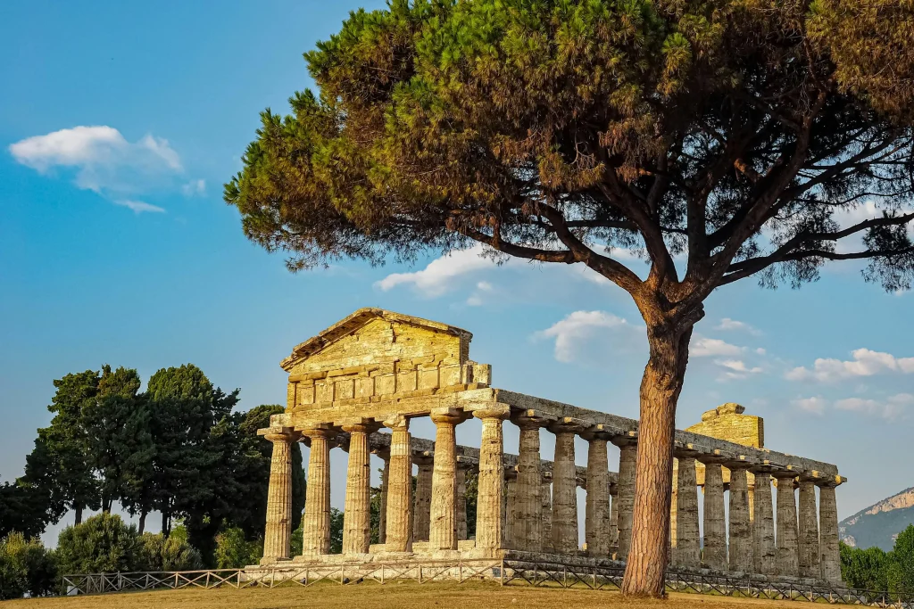 A Doric temple at Paestum beside an umbrella pine in the afternoon light