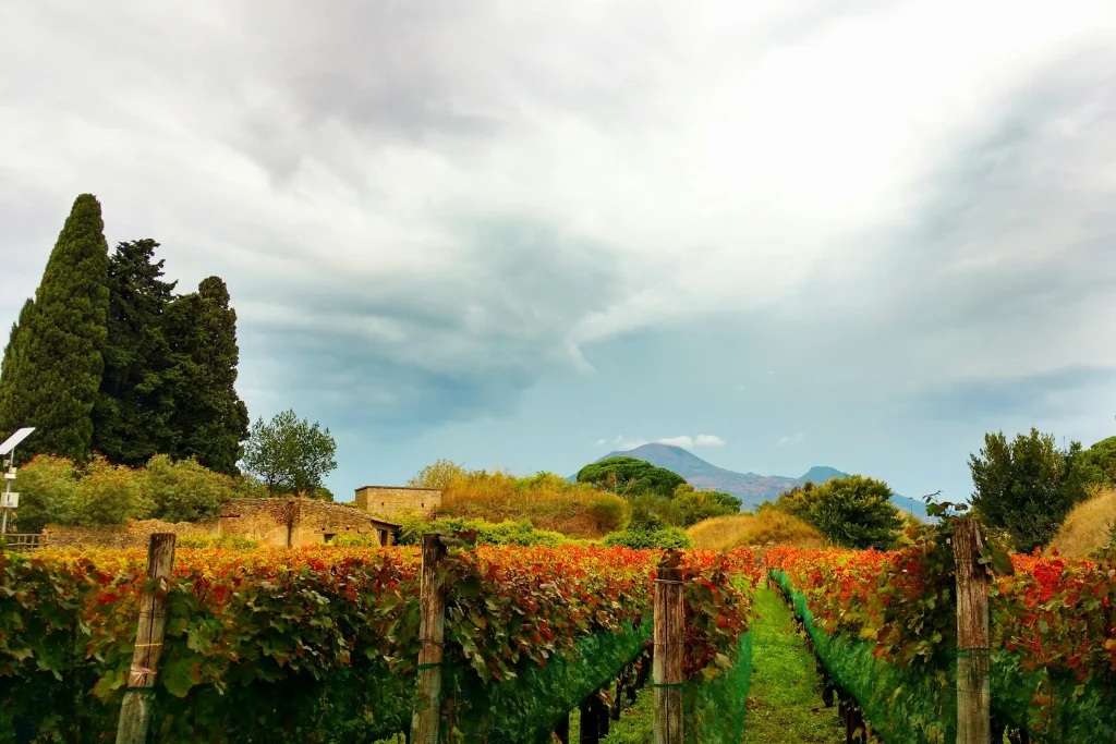 Rows of vines in a Campania hillside vineyard